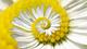 tripinwithdaisy's Avatar